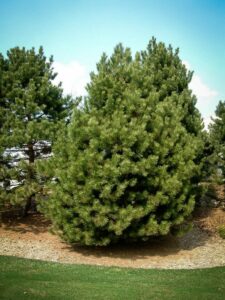 Сосна Чёрная (Pinus Nigra) купить по цене от 270.00р. в интернет-магазине «Посадика» с доставкой почтой в в Ак-Довураке и по всей России – [изображение №1].