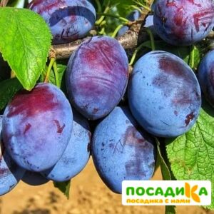 Слива Чачакская ранняя купить по цене от 229.00р. в интернет-магазине «Посадика» с доставкой почтой в в Ак-Довураке и по всей России – [изображение №1].