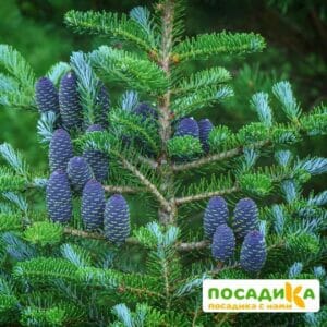 Пихта корейская (Abies koreana) купить по цене от 450.00р. в интернет-магазине «Посадика» с доставкой почтой в в Ак-Довураке и по всей России – [изображение №1].