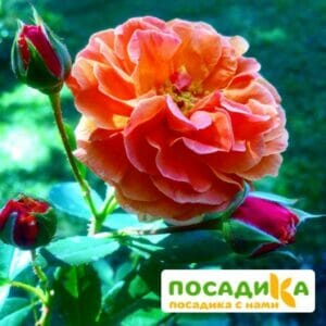 Роза Арабия купить по цене от 350.00р. в интернет-магазине «Посадика» с доставкой почтой в в Ак-Довураке и по всей России – [изображение №1].