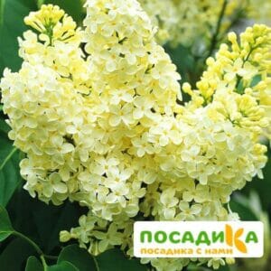 Сирень Примроуз (Primrose) купить по цене от 529.00р. в интернет-магазине «Посадика» с доставкой почтой в в Ак-Довураке и по всей России – [изображение №1].