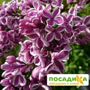 Сирень Сенсация купить по цене от 529.00р. в интернет-магазине «Посадика» с доставкой почтой в в Ак-Довураке и по всей России – [изображение №1].