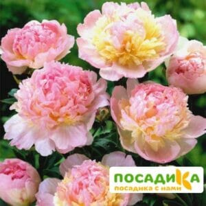 Пион Распберри Сандей (Paeonia Raspberry Sundae) купить по цене от 959р. в интернет-магазине «Посадика» с доставкой почтой в в Ак-Довураке и по всей России – [изображение №1].