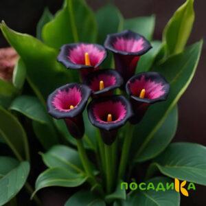 Калла Аура Лейс купить по цене от 400р. в интернет-магазине «Посадика» с доставкой почтой в в Ак-Довураке и по всей России – [изображение №1].