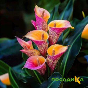 Калла Оникс купить по цене от 450р. в интернет-магазине «Посадика» с доставкой почтой в в Ак-Довураке и по всей России – [изображение №1].
