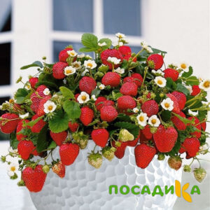 Клубника Рубиновый Шепот (горшечная) купить по цене от 240р. в интернет-магазине «Посадика» с доставкой почтой в в Ак-Довураке и по всей России – [изображение №1].