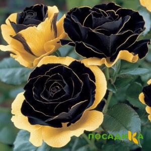 Роза Ханни Сикл купить по цене от 700р. в интернет-магазине «Посадика» с доставкой почтой в в Ак-Довураке и по всей России – [изображение №1].