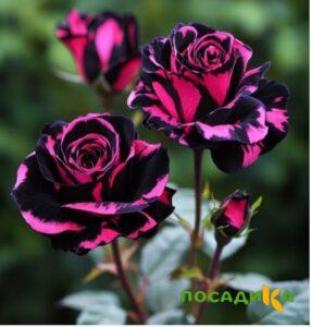 Роза Багровый Шепот купить по цене от 366р. в интернет-магазине «Посадика» с доставкой почтой в в Ак-Довураке и по всей России – [изображение №1].