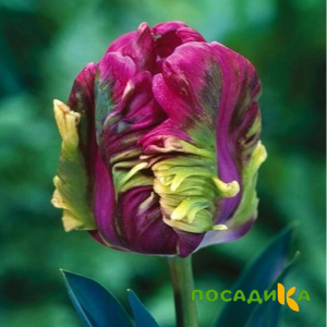 Тюльпан Экзотик Хэвен купить по цене от 186р. в интернет-магазине «Посадика» с доставкой почтой в в Ак-Довураке и по всей России – [изображение №1].
